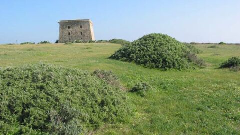 El campo de la Isla de Tabarca 