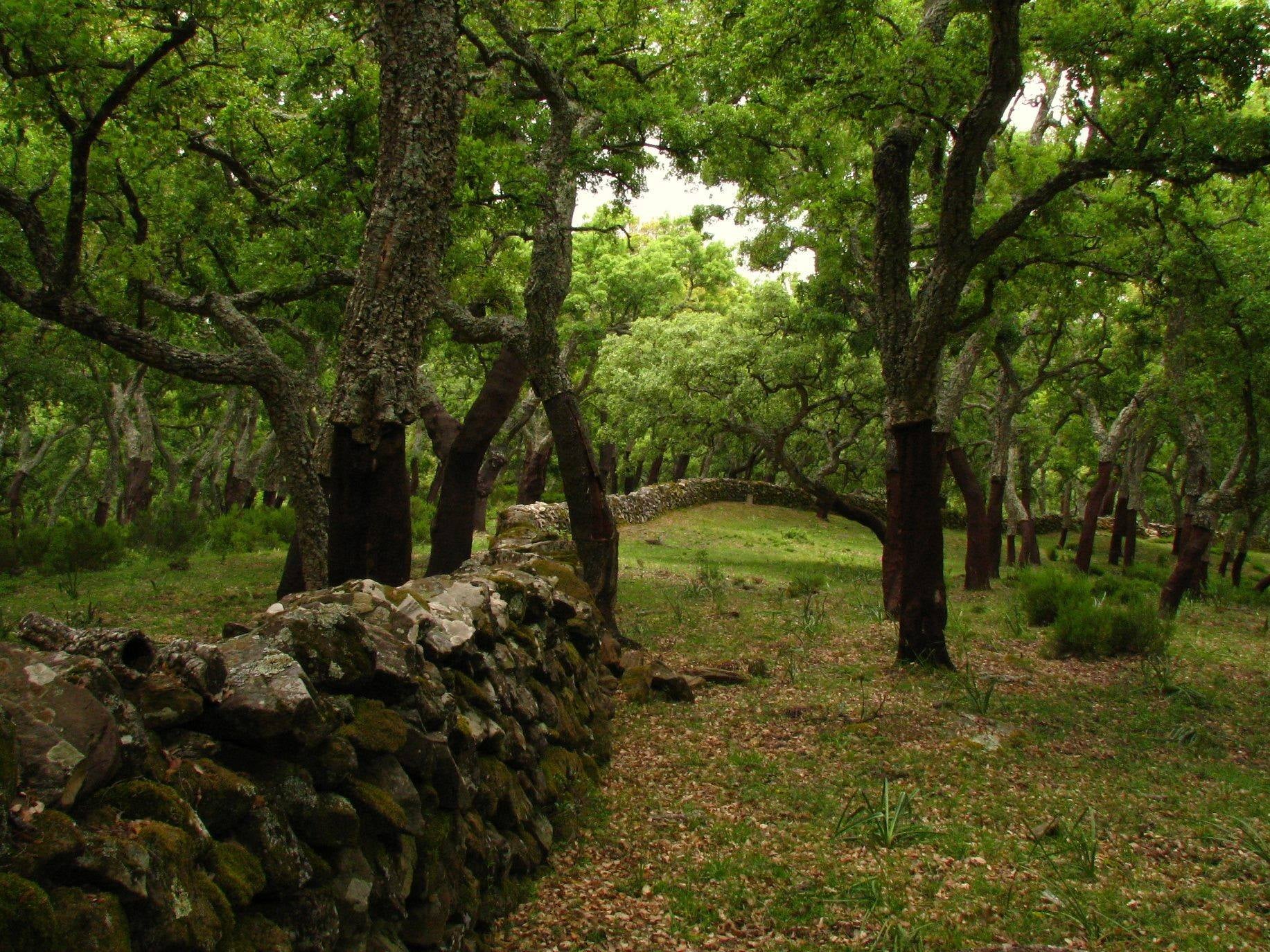Conocemos el Parque Natural 'Los Alcornocales': la última selva de Europa Conocemos el Parque Natural 'Los Alcornocales': la última selva de Europa