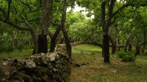 Parque Natural de los Alcornocales Parque Natural de los Alcornocales