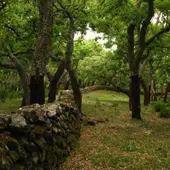 Parque Natural de los Alcornocales Parque Natural de los Alcornocales