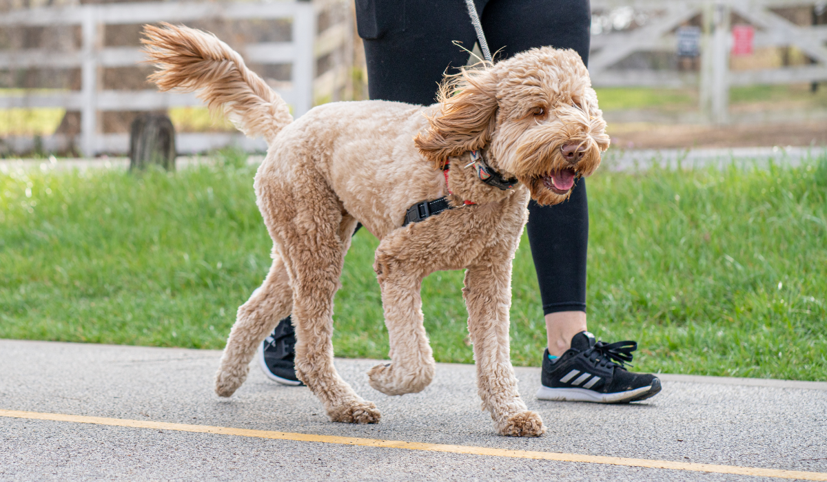 Vitoria no puso ninguna multa en 2021 por no recoger las cacas de perro Vitoria no puso ninguna multa en 2021 por no recoger las cacas de perro