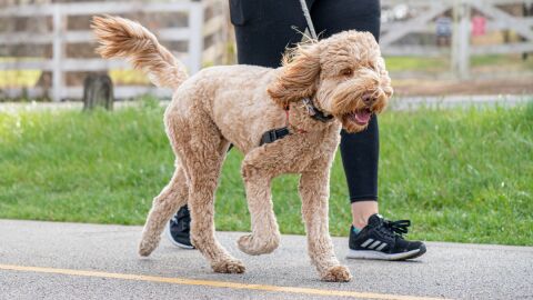 Perro paseo con correa