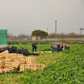 La mayoría de los casos se concentran en el sector agrícola La mayoría de los casos se concentran en el sector agrícola
