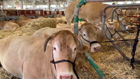 Vacas en el Recinto Ferial de Salamanca