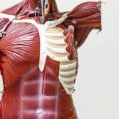 Imagen de archivo de un modelo anatómico de un torso