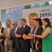 kaki Persimon kaki Persimon