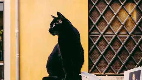 Imagen de archivo de un gato negro Imagen de archivo de un gato negro/ Unsplash