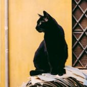 Imagen de archivo de un gato negro/ Unsplash