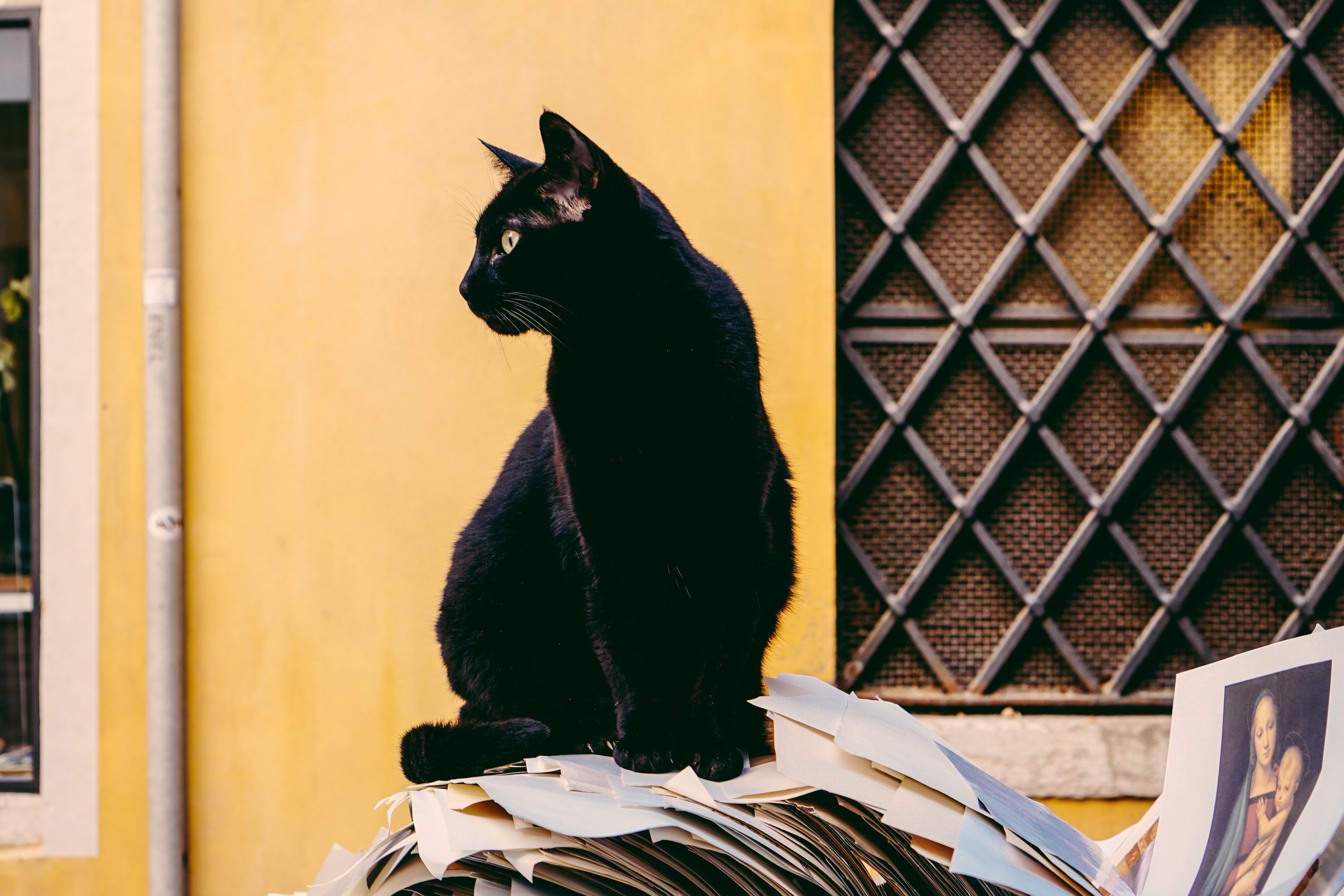 Como el perro y el gato
