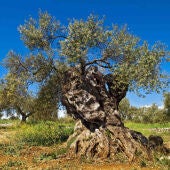 ide así mismo que los propietarios de olivos centenarios o milenarios puedan cobrar ayudas por mantener esos árboles cuya conservación es prioritaria