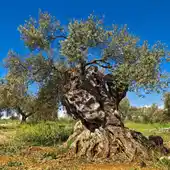 ide así mismo que los propietarios de olivos centenarios o milenarios puedan cobrar ayudas por mantener esos árboles cuya conservación es prioritaria ide así mismo que los propietarios de olivos centenarios o milenarios puedan cobrar ayudas por mantener esos árboles cuya conservación es prioritaria