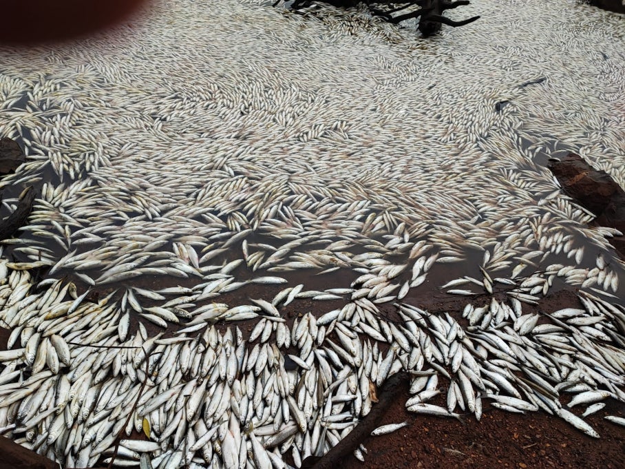 Aparecen miles de peces muertos a la orilla el pantano Peña del Águila en Villar del Rey Aparecen miles de peces muertos a la orilla el pantano Peña del Águila en Villar del Rey