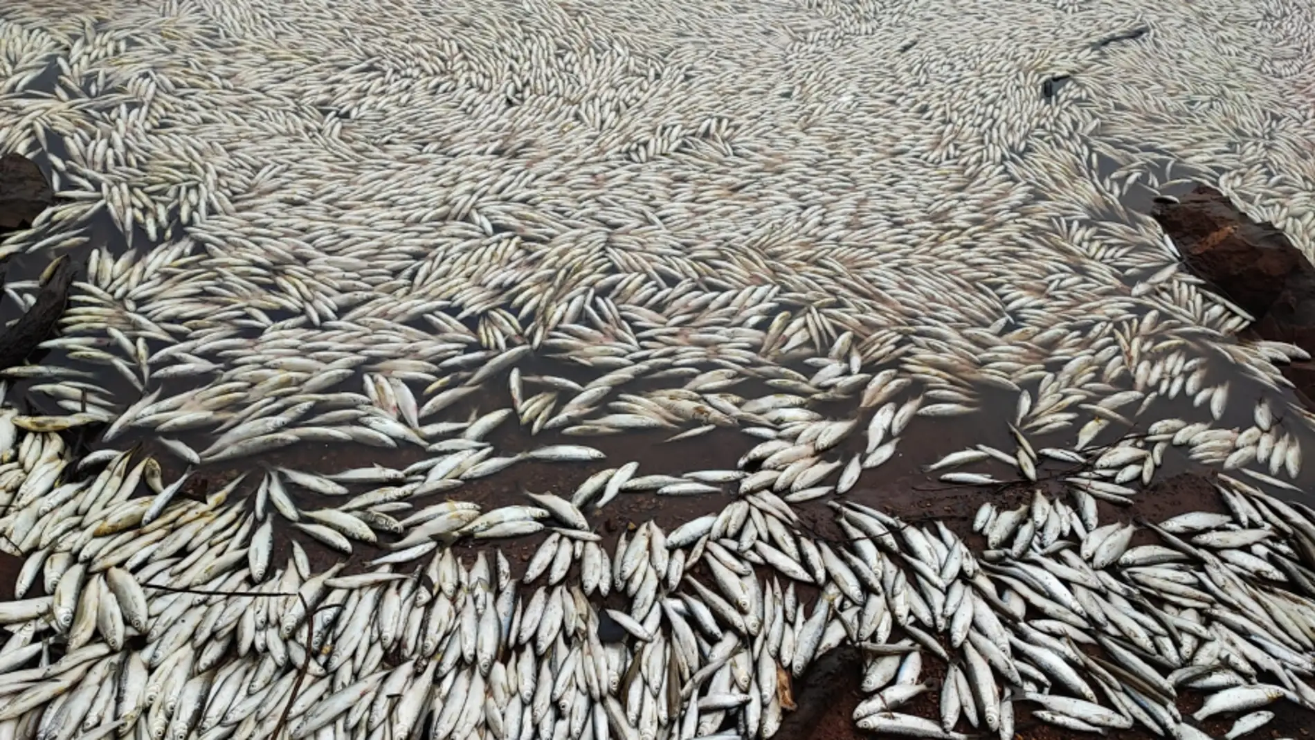 Aparecen miles de peces muertos a la orilla el pantano Peña del Águila en Villar del Rey
