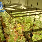 La Policía desmantela una plantación de marihuana de casi 300 plantas en La Nucía