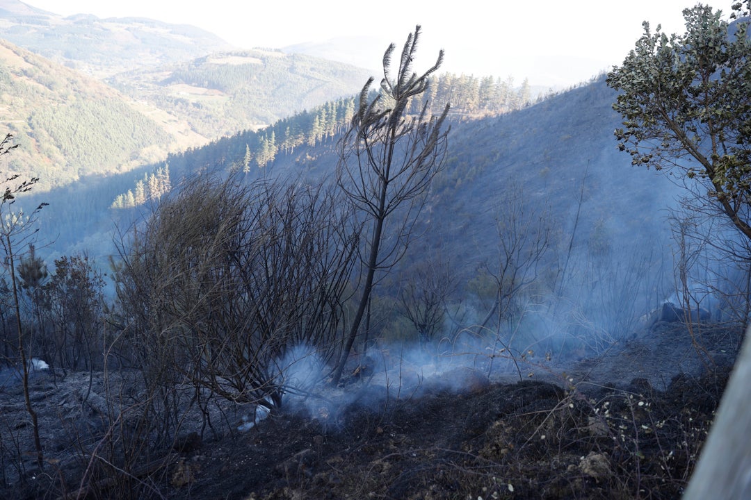 El despido masivo de bomberos forestales deja huérfanos a los bosques españoles El despido masivo de bomberos forestales deja huérfanos a los bosques españoles
