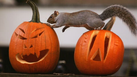 Mesa de redacci&oacute;n: manualidades de Halloween