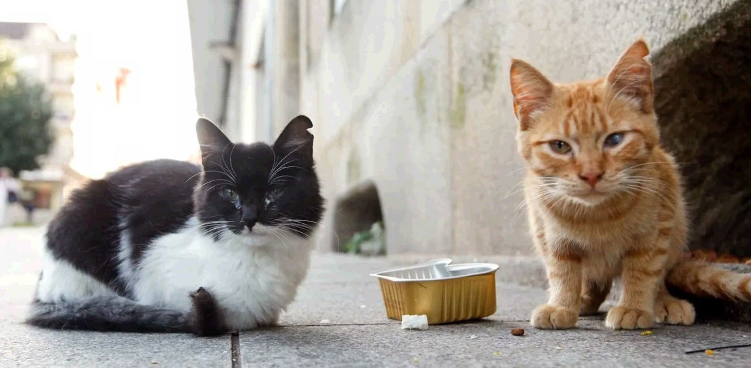 Varios gatos de las colonias felinas de Jaén aparecen muertos por brutales agresiones y envenenamientos Varios gatos de las colonias felinas de Jaén aparecen muertos por brutales agresiones y envenenamientos