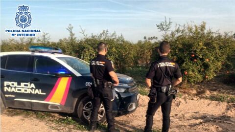 Agentes de la Policía Nacional en una finca con granados en Elche. Agentes de la Policía Nacional en una finca con granados en Elche.