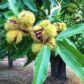 A Xunta investirá preto de 5M€ para impulsar as plantacións de castiñeiros A Xunta investirá preto de 5M€ para impulsar as plantacións de castiñeiros