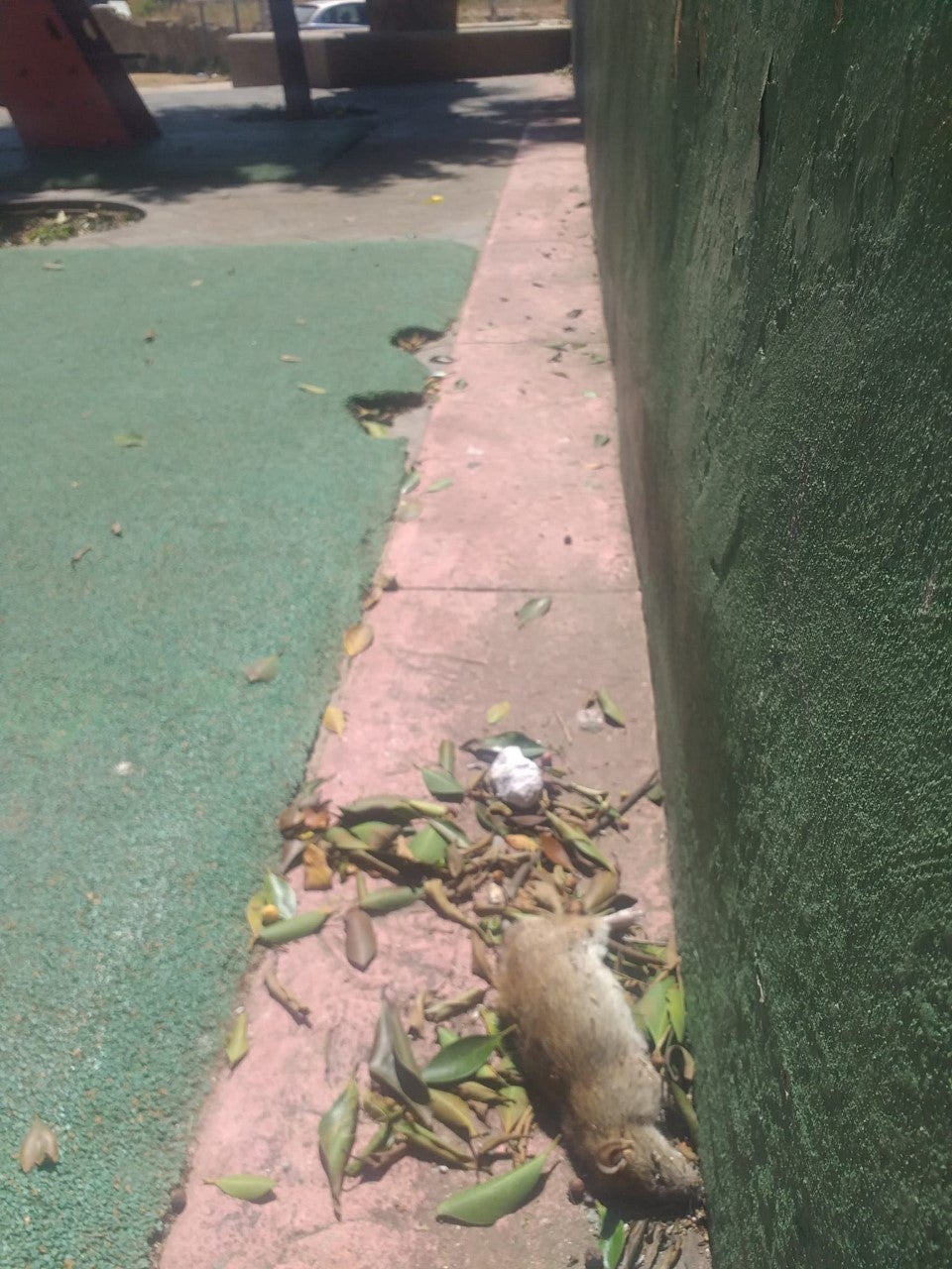 El PP de Alzira denuncia la insalubridad sanitaria del Barrio de les Barraques El PP de Alzira denuncia la insalubridad sanitaria del Barrio de les Barraques