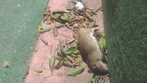 RATAS BARRIO BARRAQUES ALZIRA RATAS BARRIO BARRAQUES ALZIRA