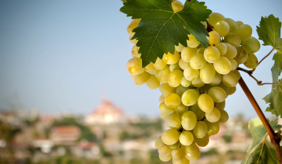 Arabako Txakolina cierra una cosecha “extraordinaria” y de “buenísima calidad” Arabako Txakolina cierra una cosecha “extraordinaria” y de “buenísima calidad”