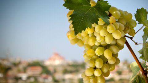 Uvas Txakoli