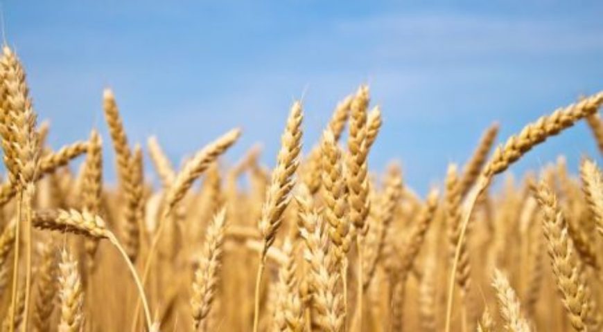 La sequía y los costes condicionan la siembra de los cereales de invierno La sequía y los costes condicionan la siembra de los cereales de invierno