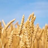 La falta de agua va a condicionar la siembra de los cereales de invierno