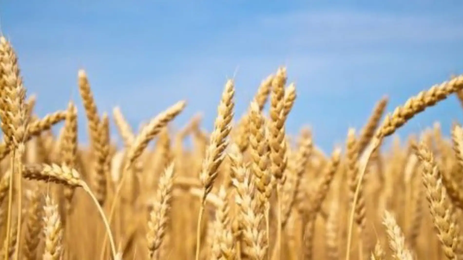 La falta de agua va a condicionar la siembra de los cereales de invierno