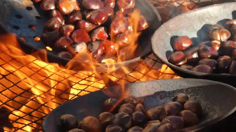 Magosta Magosta