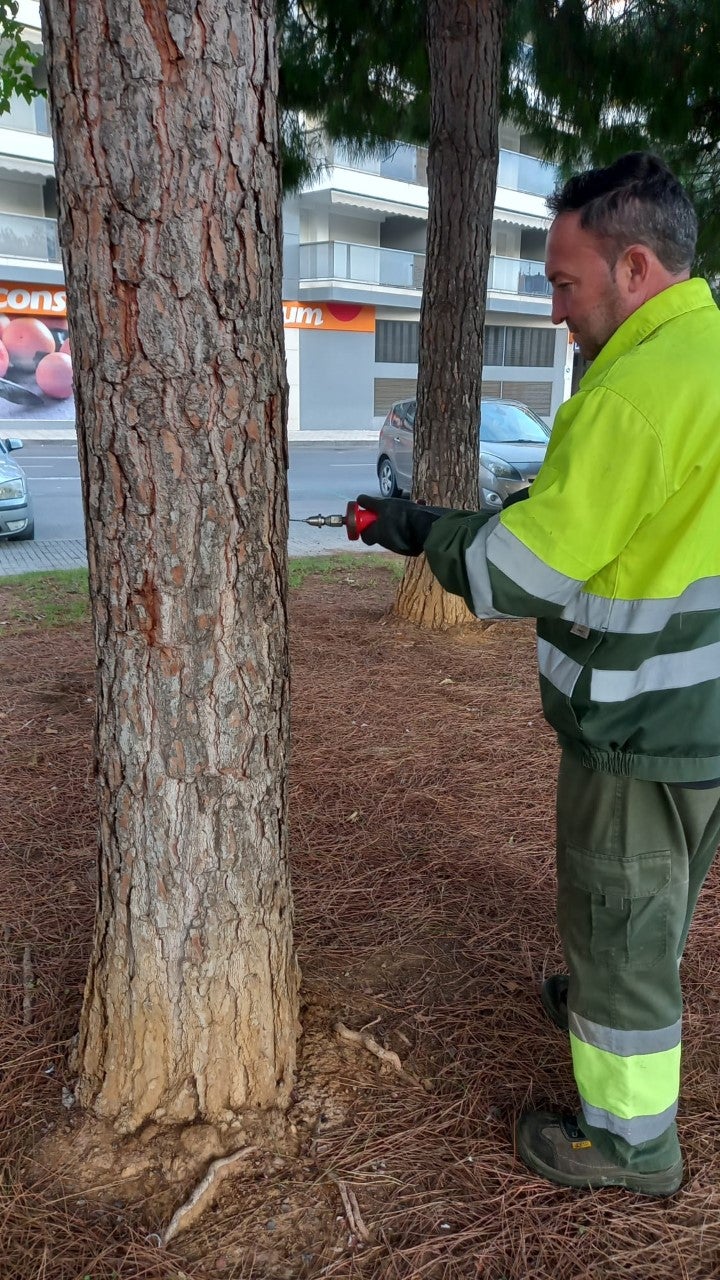 Peñíscola incia el tratamiento preventivo contra la procesionaria Peñíscola incia el tratamiento preventivo contra la procesionaria