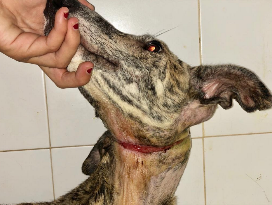 La Coordinadora por los Derechos Animales denuncia que los pozos de la Sierra Minera están llenos de cadáveres de perros de caza La Coordinadora por los Derechos Animales denuncia que los pozos de la Sierra Minera están llenos de cadáveres de perros de caza