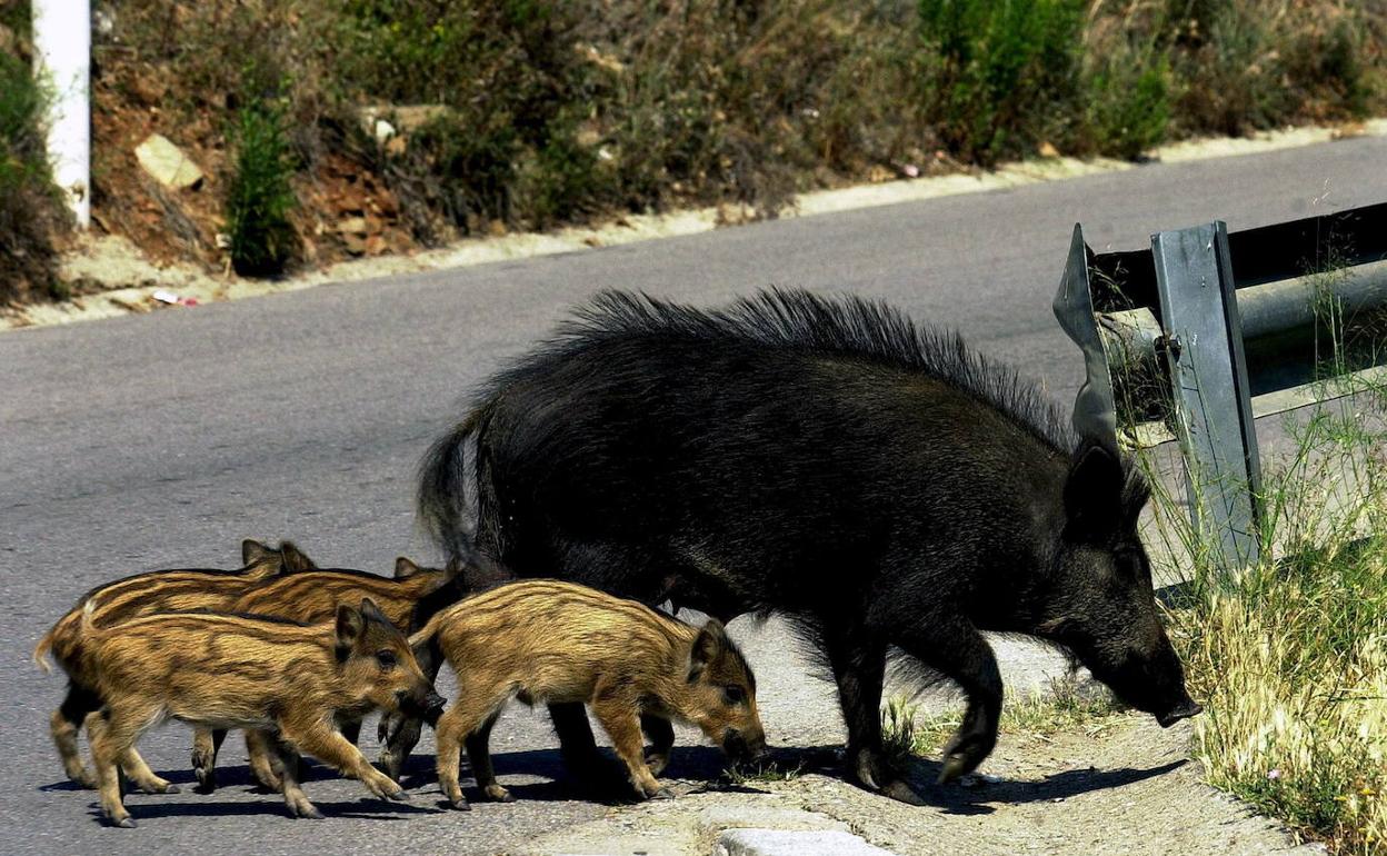 ASAJA avisa que el jabalí "sigue expandiéndose de forma imparable" por toda la provincia ASAJA avisa que el jabalí "sigue expandiéndose de forma imparable" por toda la provincia