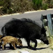 Un grupo de jabalíes en una carretera Un grupo de jabalíes en una carretera