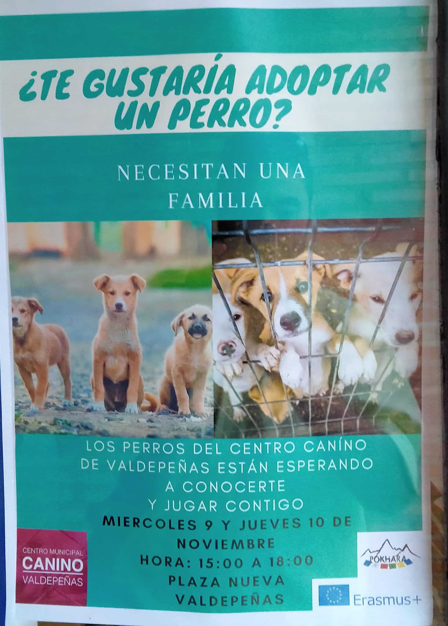 Iniciativa para fomentar la adopción animal por encima de la compra Iniciativa para fomentar la adopción animal por encima de la compra
