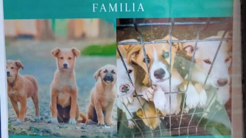 Campa&ntilde;a de adopci&oacute;n canina