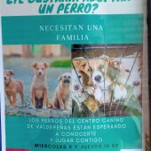 Campaña de adopción canina