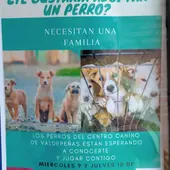Campaña de adopción canina Campaña de adopción canina
