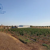 Desmantelan dos plantaciones con 41.000 plantas de marihuana en Tembleque y Villacañas (Toledo) Desmantelan dos plantaciones con 41.000 plantas de marihuana en Tembleque y Villacañas (Toledo)