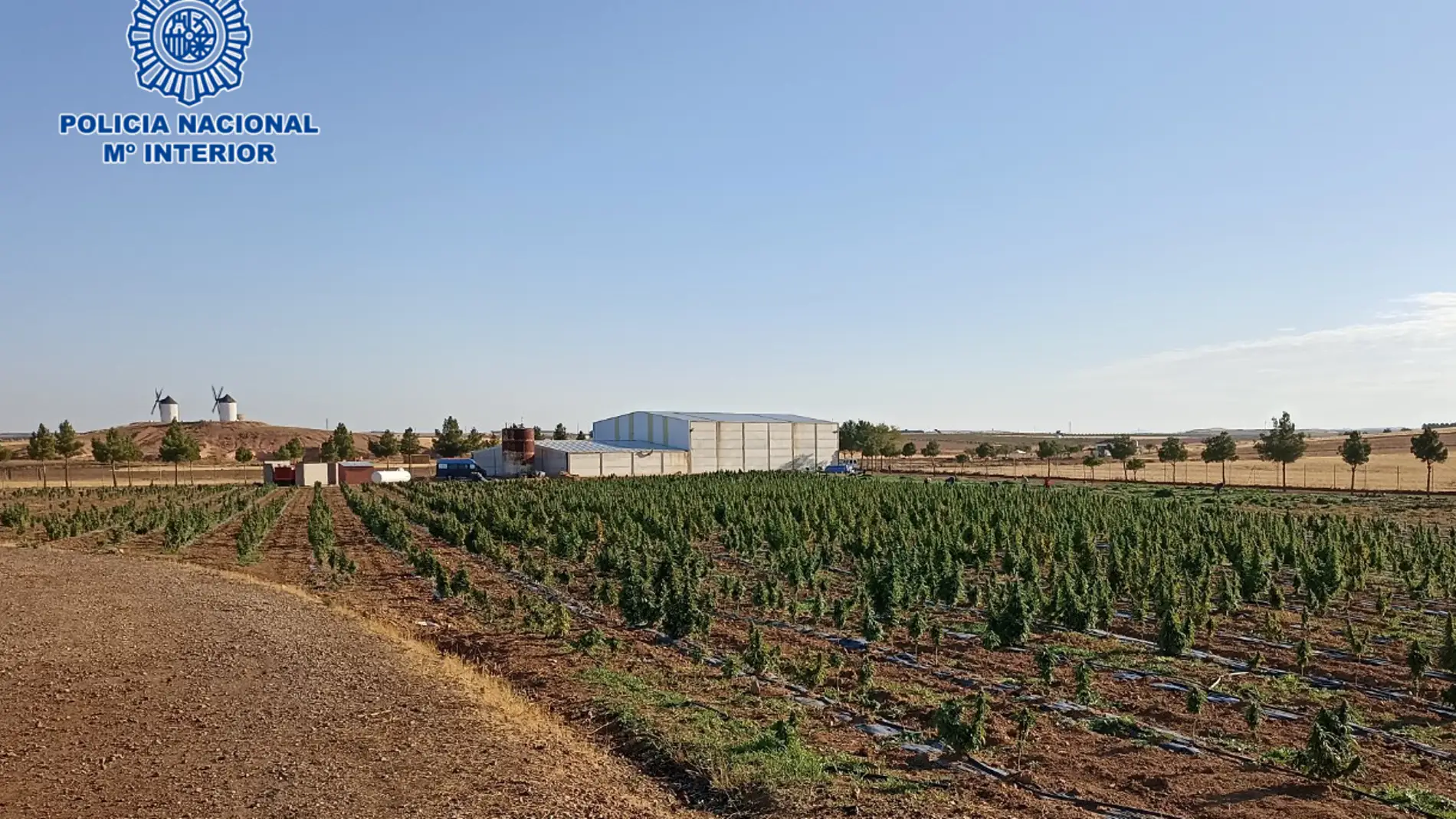 Desmantelan dos plantaciones con 41.000 plantas de marihuana en Tembleque y Villacañas (Toledo)