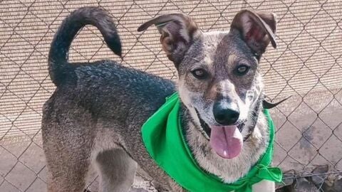 Adopta en JELO: Lobita una perrita que viene de Ucrania y busca un nuevo hogar
