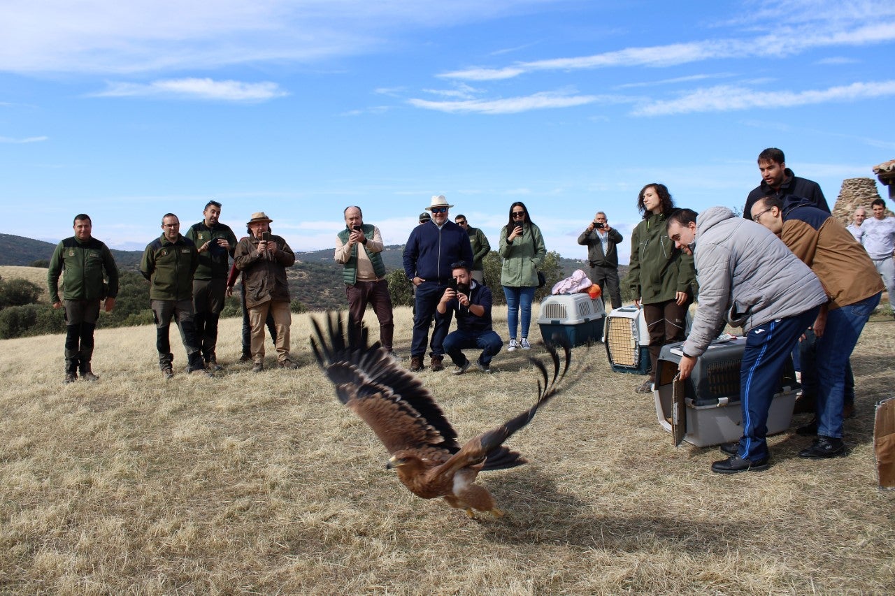 Devuelven a los cielos a dos águilas imperiales ibéricas y dos águilas reales recuperadas en “El Chaparrillo" de Ciudad Real Devuelven a los cielos a dos águilas imperiales ibéricas y dos águilas reales recuperadas en “El Chaparrillo" de Ciudad Real