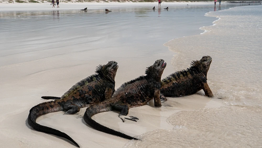 La fauna de Galápagos
