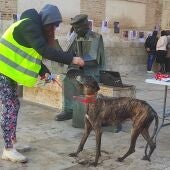 Una voluntaria acompaña a Estrella. Es uno de los animales del Centro Municipal Canino de Valdepeñas