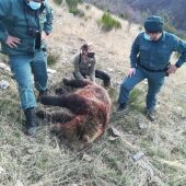 La Plataforma para la Defensa de la Cordillera Cantábrica solicita la “suspensión inmediata” de cacerías de jabalí para salvaguardar al oso pardo