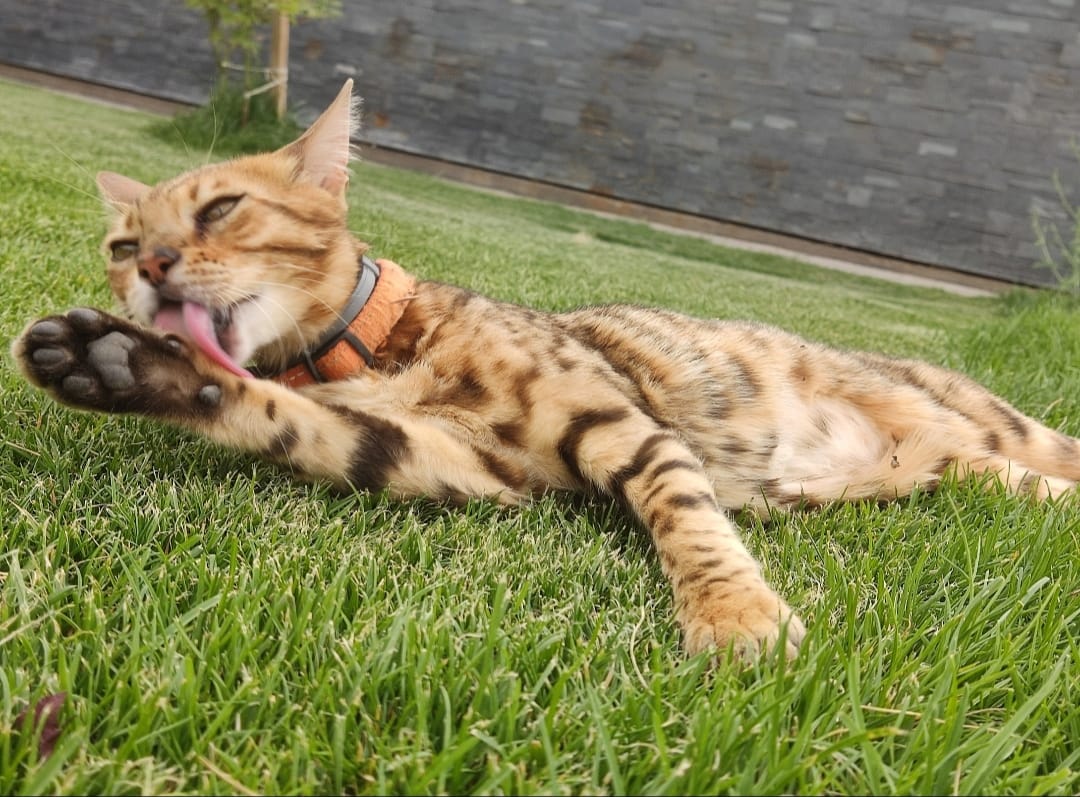 Ámbar, un gato fallecido por disparos en Valdetorres del Jarama Ámbar, un gato fallecido por disparos en Valdetorres del Jarama