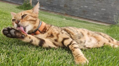 &Aacute;mbar, la gata que muri&oacute; por disparos en Valdetorres del Jarama