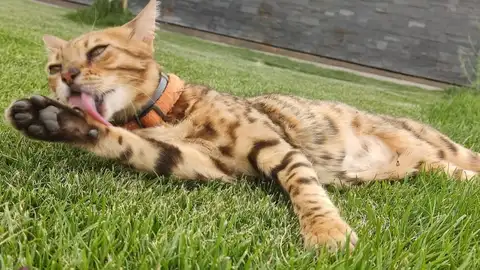 Ámbar, la gata que murió por disparos en Valdetorres del Jarama Ámbar, la gata que murió por disparos en Valdetorres del Jarama