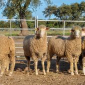 La Diputación de Badajoz llevará 53 cabezas de ovino merino selecto a subasta a la Feria Agroganadera de Trujillo